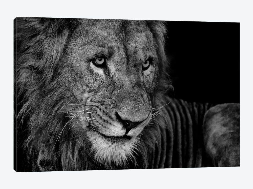 Lion Rest Print on Canvas Art B936275