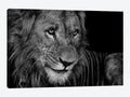 Lion Rest Print on Canvas Art B936275