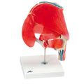 6-Part Anatomical Hip Joint Model W602652
