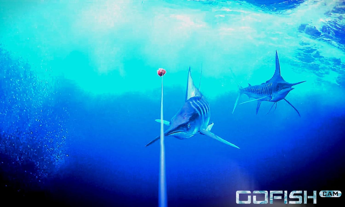 Black Wireless Underwater Fishing Camera J94945